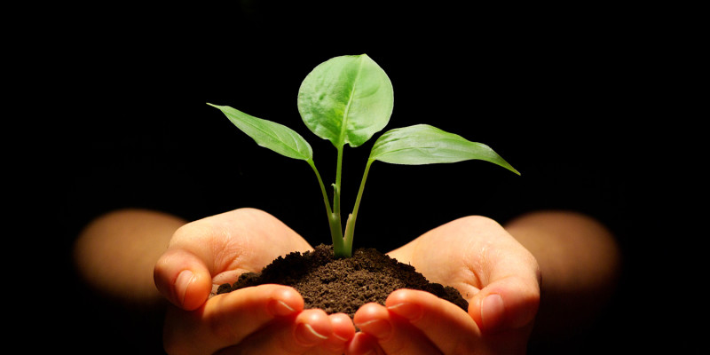 plant in hands