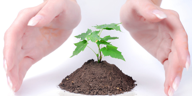 hands of woman and green sprout