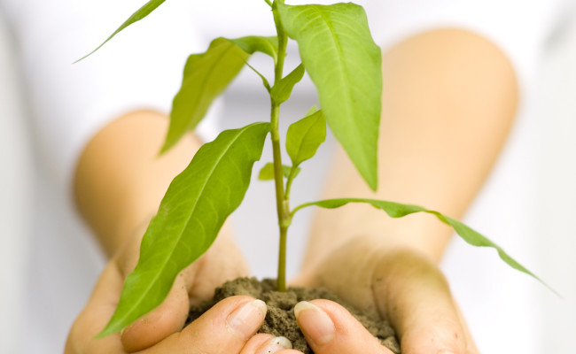 Plant in female hands