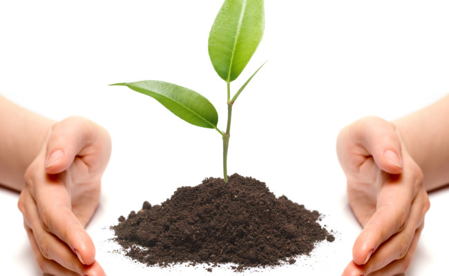 Hands and plant isolated